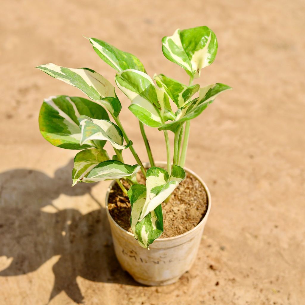 Marble Money Plant in 4 inch Nursery pot