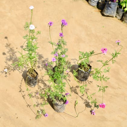 Buy Set of 4 - Verbena (any colour) in 4 inch Nursery bag Online | Urvann.com