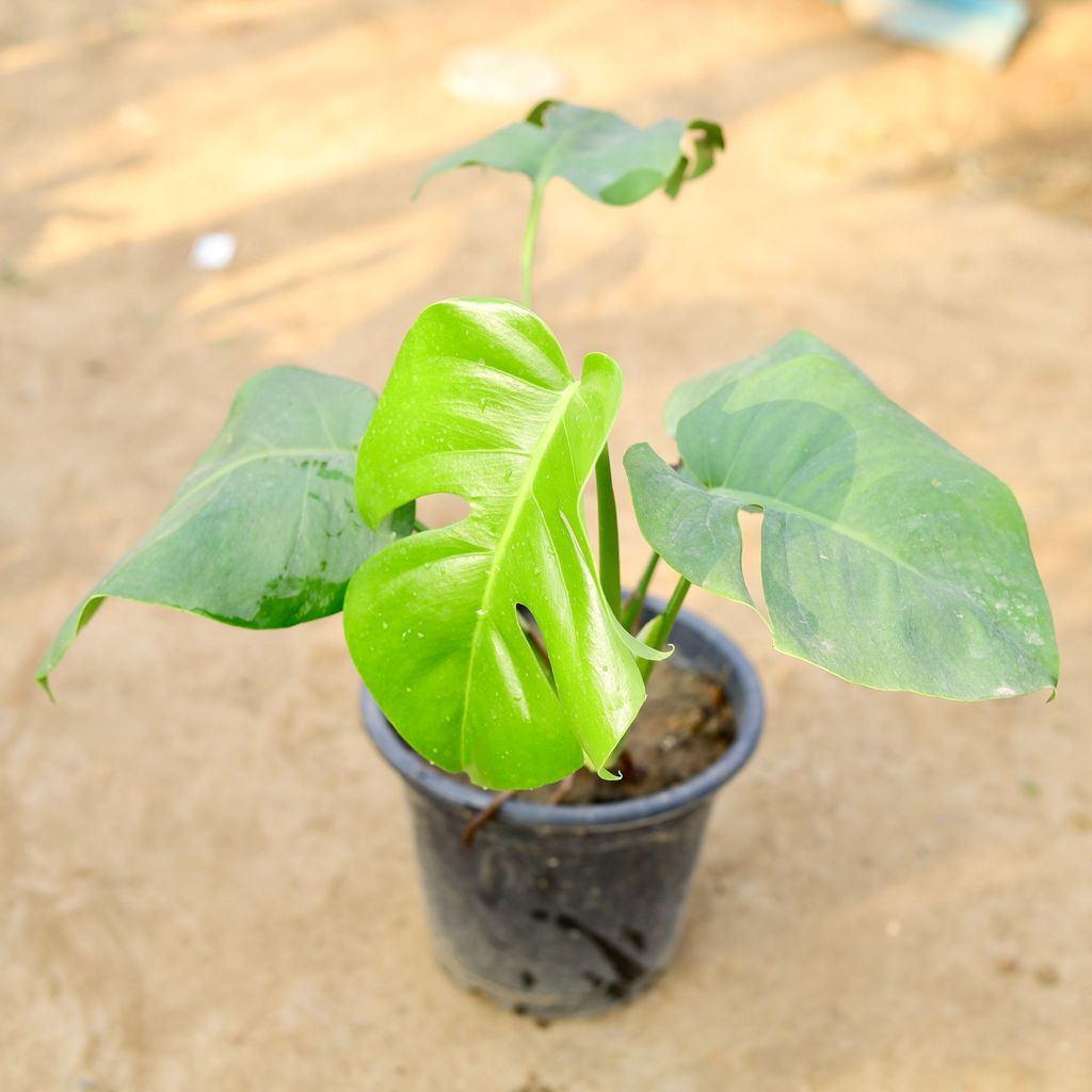 Monstera Deliciosa in 8 inch Nursery pot