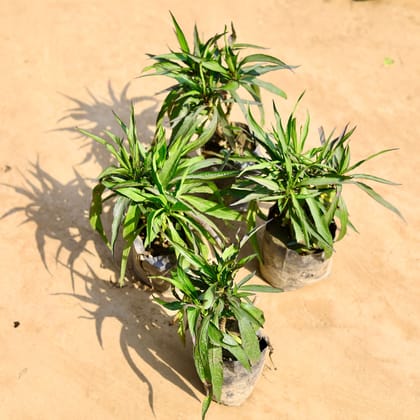 Buy Set of 4 - Ruellia (any colour)  in 4 inch Nursery bag Online | Urvann.com