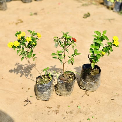 Buy Set of 3 - Lantana (any colour) in 4 inch Nursery bag Online | Urvann.com