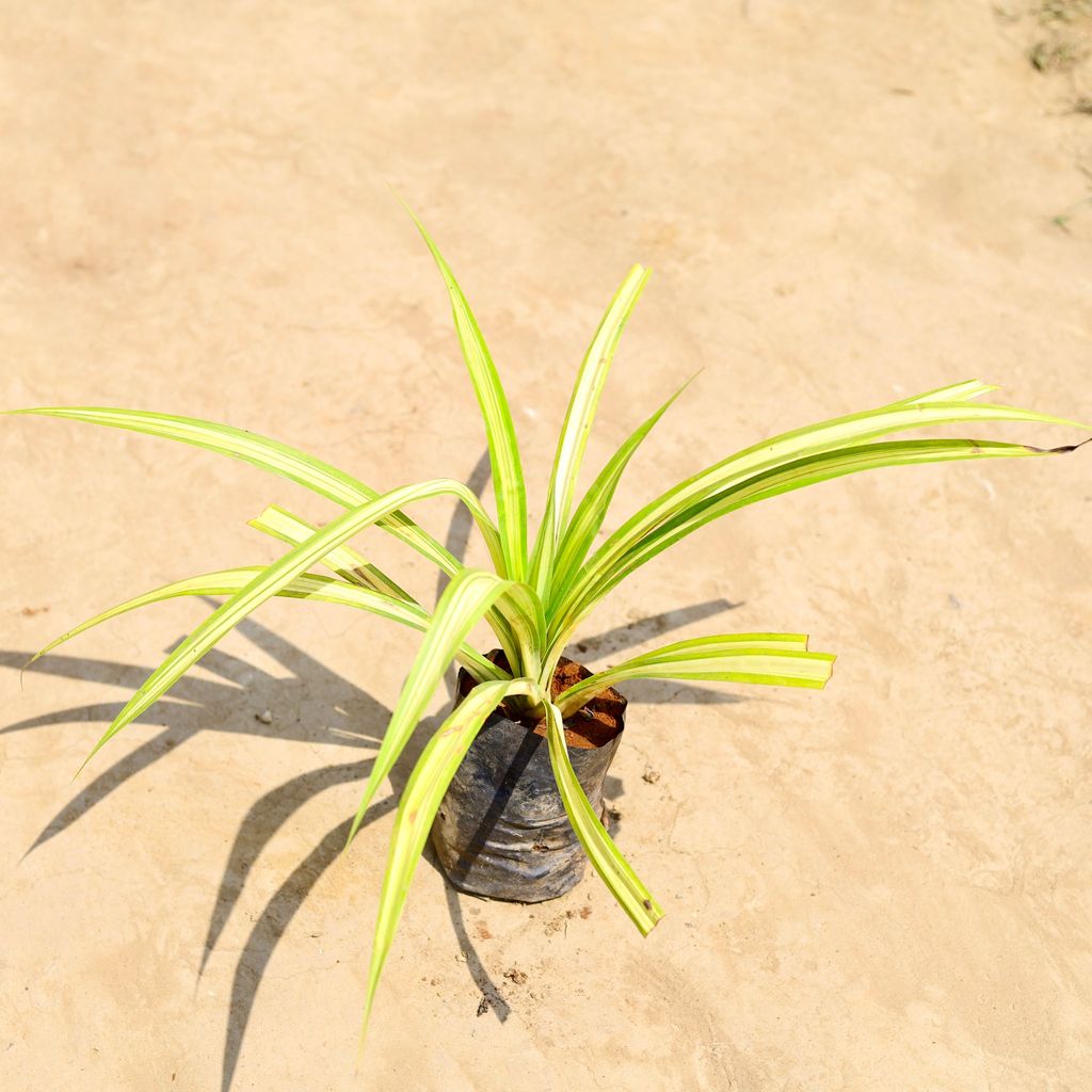 Pandanus / Screwpine in 4 inch Nursery bag