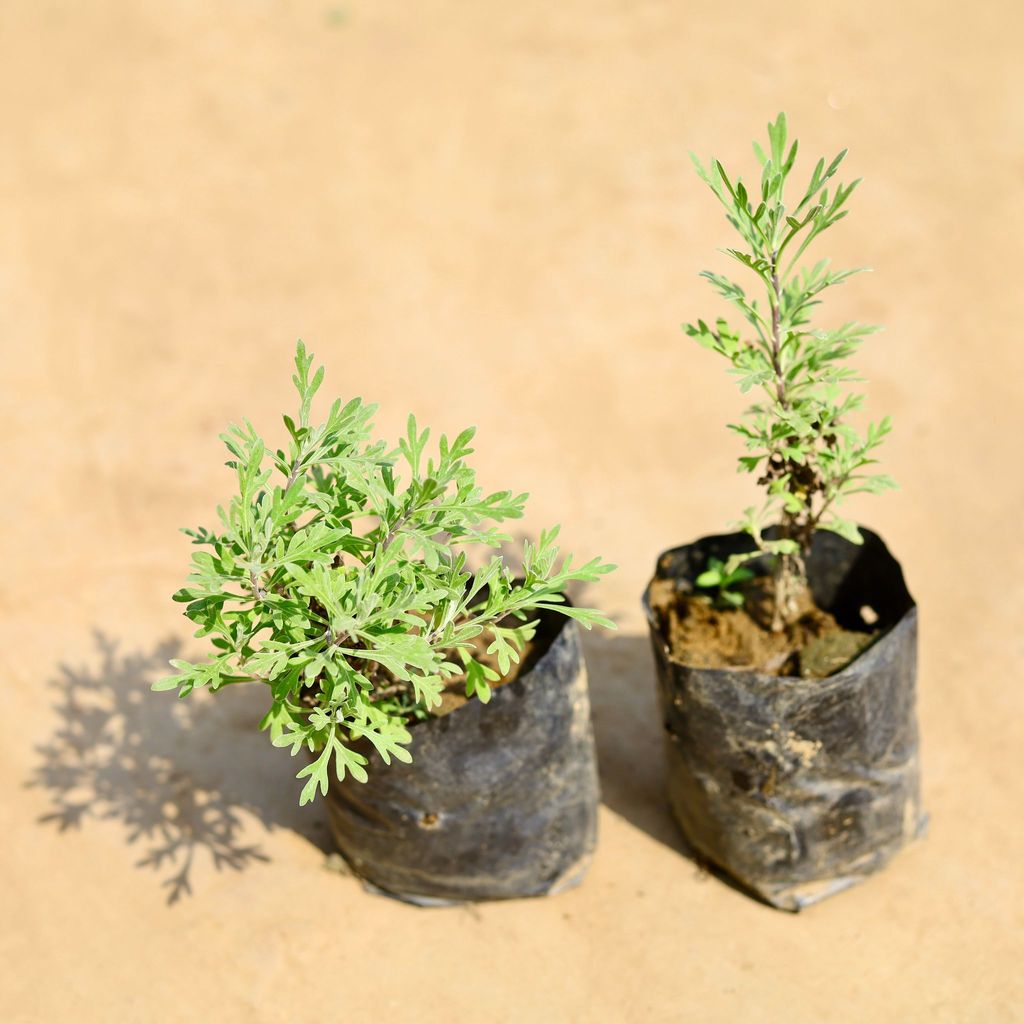 Set of 2 - Lavender in 4 inch Nursery bag