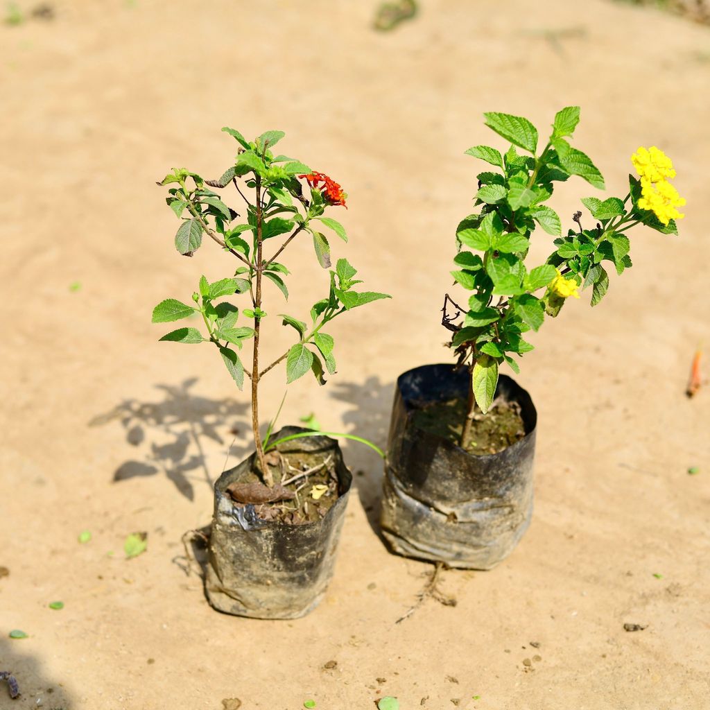 Set of 2 - Lantana (any colour) in 4 inch Nursery bag