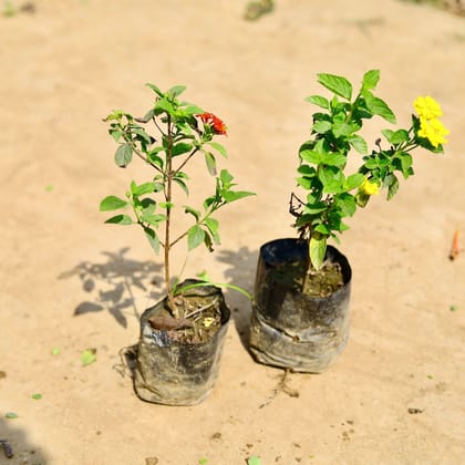 Buy Set of 2 - Lantana (any colour) in 4 inch Nursery bag Online | Urvann.com