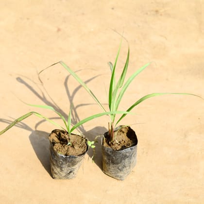 Buy Set of 2 - Lemon Grass in 4 inch Nursery bag Online | Urvann.com