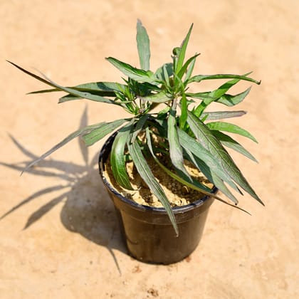 Buy Ruellia (any colour) in 4 inch Nursery pot Online | Urvann.com