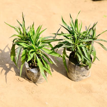 Buy Set of 2 - Ruellia (any colour)  in 4 inch Nursery bag Online | Urvann.com