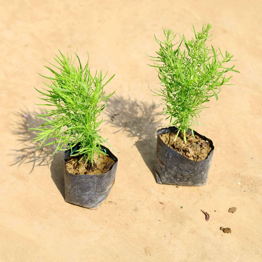 Set of 2 - Kochia in 4 inch Nursery bag