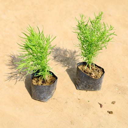 Buy Set of 2 - Kochia in 4 inch Nursery bag Online | Urvann.com