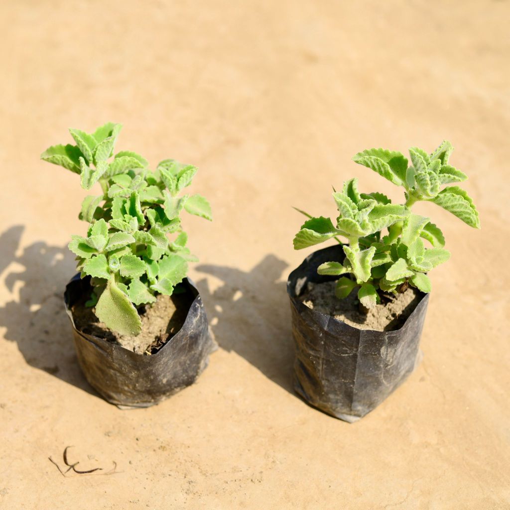 Set of 2 - Ajwain in 4 inch Nursery bag