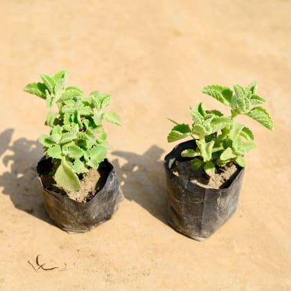 Buy Set of 2 - Ajwain in 4 inch Nursery bag Online | Urvann.com