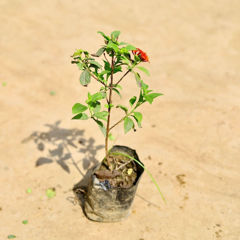 Lantana (any colour) in 4 inch Nursery bag