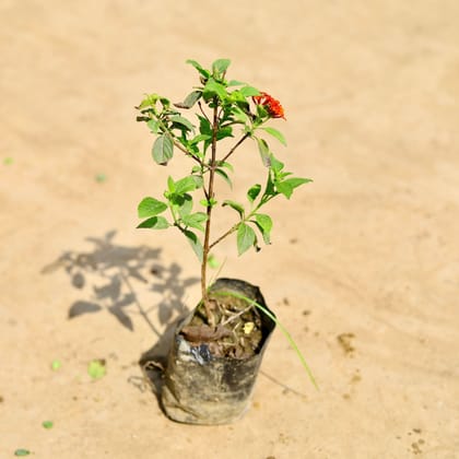 Buy Lantana (any colour) in 4 inch Nursery bag Online | Urvann.com