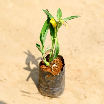 Buy Canna Lily / keli (any colour) in 4 inch Nursery bag Online | Urvann.com