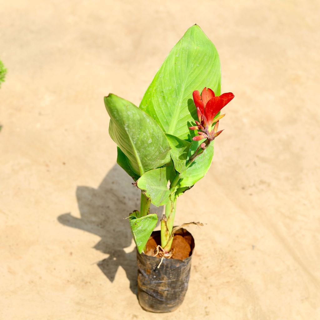 Canna Lily / keli (any colour) in 4 inch Nursery bag