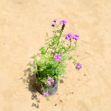 Buy Verbena Purple  in 4 inch Nursery bag Online | Urvann.com