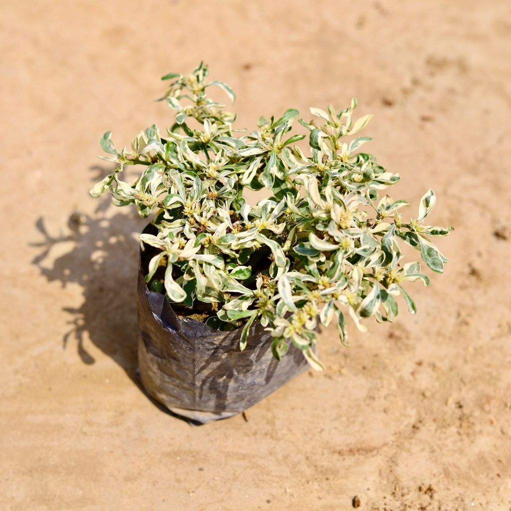 Alternanthera White in 4 inch Nursery bag