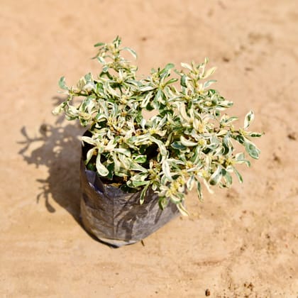 Buy Alternanthera White in 4 inch Nursery bag Online | Urvann.com