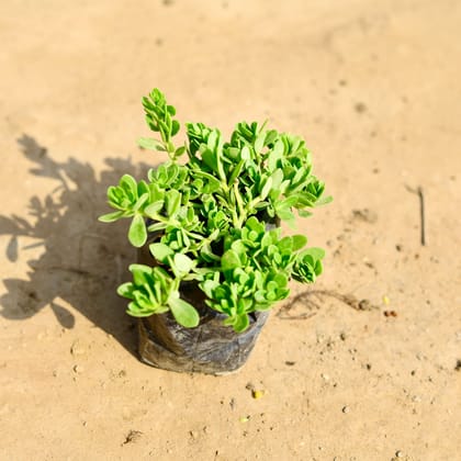 Buy Kulfa / Purslane (any colour) in 4 inch Nursery bag Online | Urvann.com