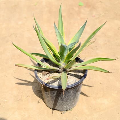 Buy Kamal Cactus / Agave in 10 inch Nursery pot Online | Urvann.com