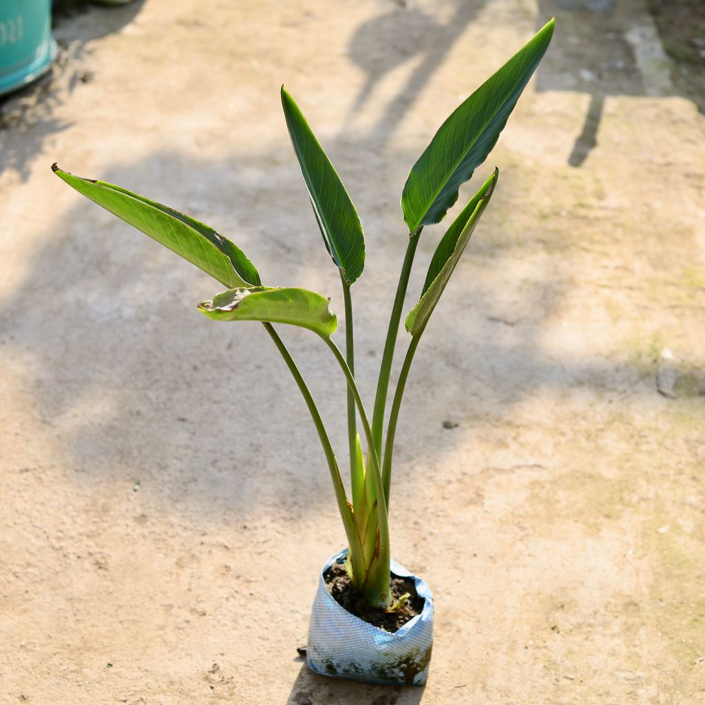 Traveller Palm in 7 Inch Nursery bag