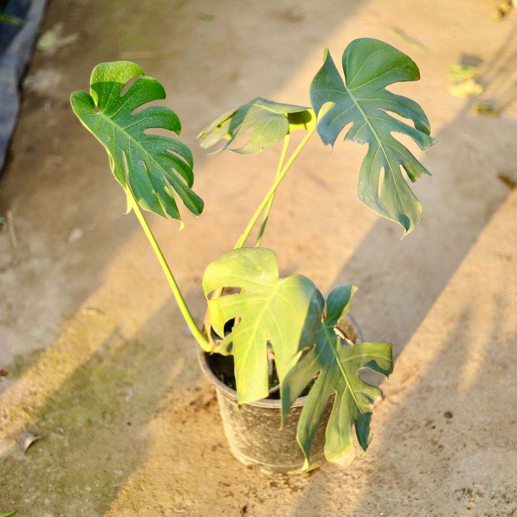 Monstera Deliciosa in 10 Inch Nursery Pot