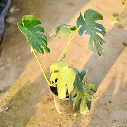 Buy Monstera Deliciosa in 10 Inch Nursery Pot | Urvann.com