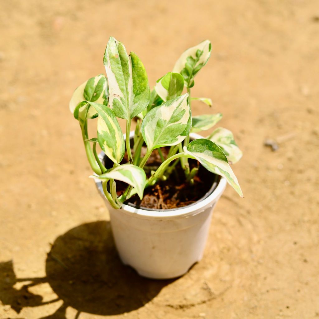 Money Plant Marble in 4 Inch Nursery Pot