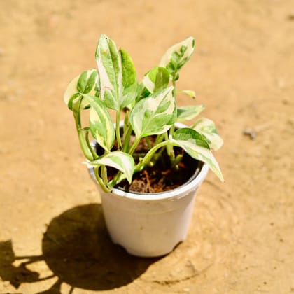 Buy Money Plant Marble in 4 Inch Nursery Pot Online | Urvann.com