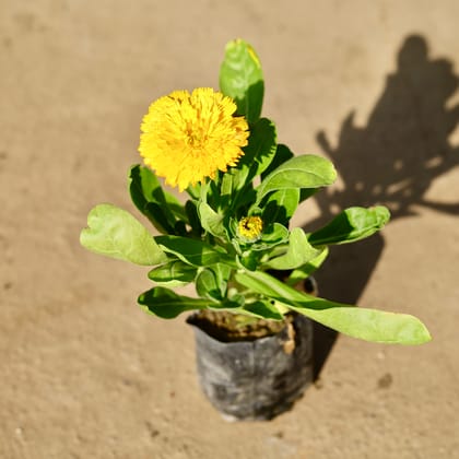 Buy Calendula (Any Colour) in 4 Inch Nursery bag | Urvann.com