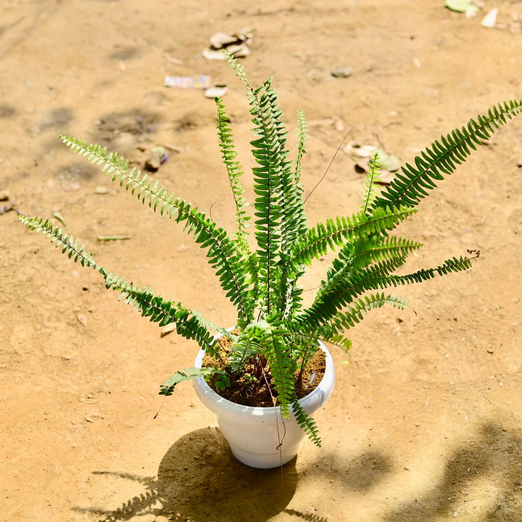 Fern Green in 8 Inch White Classy Plastic Pot