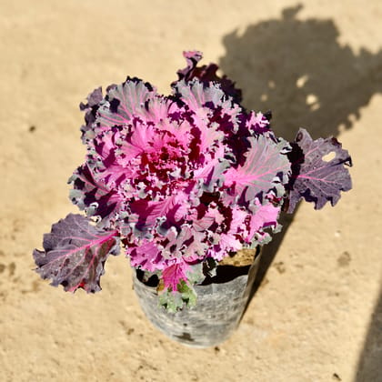 Buy Kale Purple in 4 Inch Nursery bag | Urvann.com