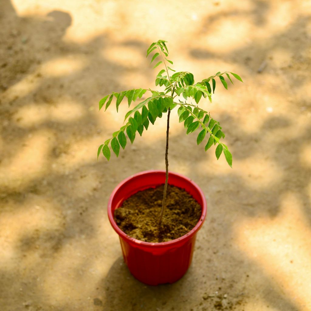 Curry Patta in 6 Inch Red Super Nursery Pot