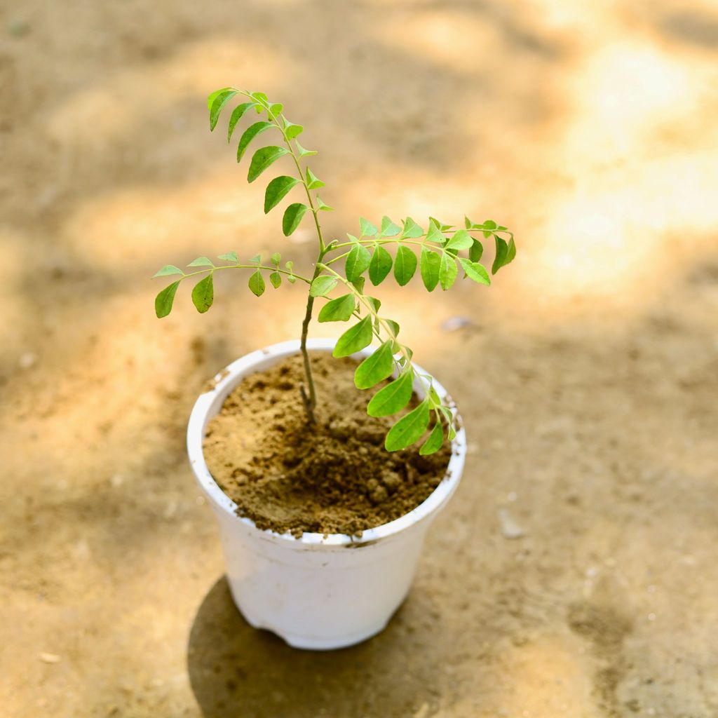 Curry Patta in 4 Inch Nursery Pot