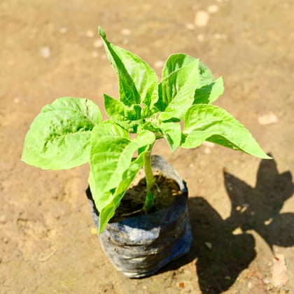 Buy Sunflower (any colour) in 5 inch Nursery bag Online | Urvann.com