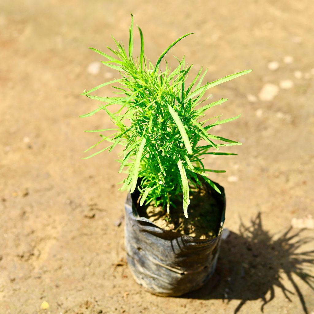 Kochia in 4 inch Nursery bag