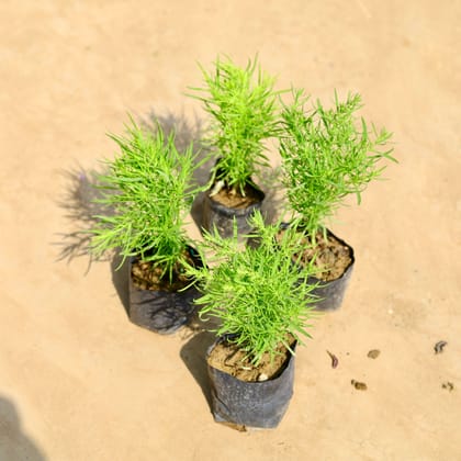 Buy Set of 4 - Kochia in 4 inch Nursery bag Online | Urvann.com