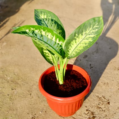 Buy Dieffenbachia in 10 Inch Terracotta Red Olive Plastic Pot | Urvann.com