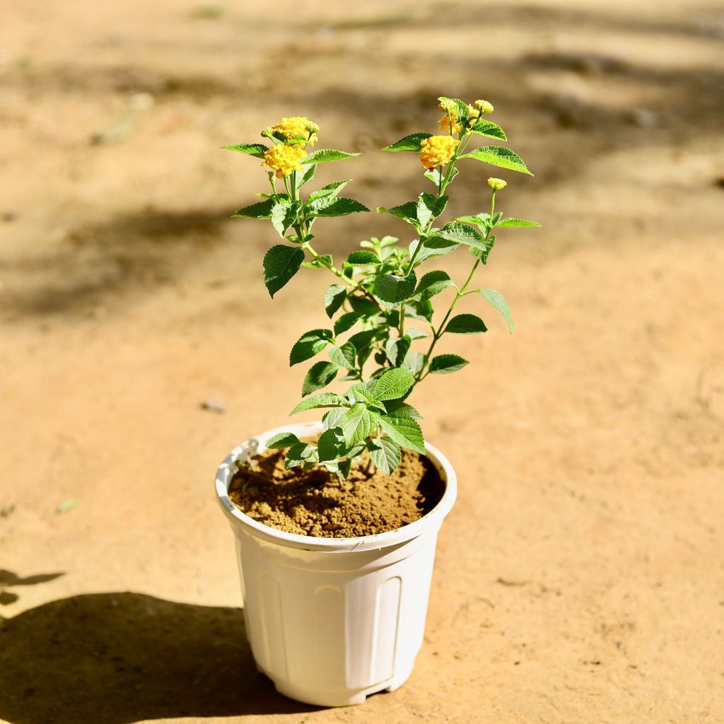 Lantana (any colour) in 6 Inch White Super Nursery Pot