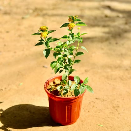 Buy Lantana (any colour) in 6 Inch Red Super Nursery Pot Online | Urvann.com