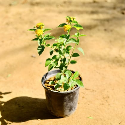 Buy Lantana (any colour) in 6 Inch Nursery Pot Online | Urvann.com