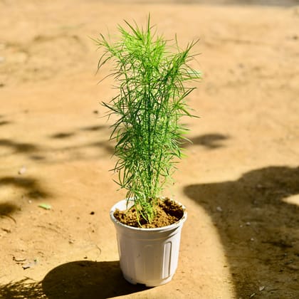 Buy Kochia in 6 Inch White Super Nursery Pot Online | Urvann.com