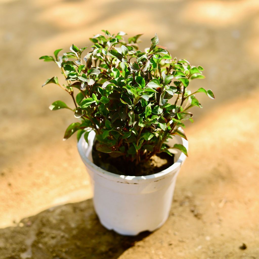 Alternanthera Red in 4 Inch Nursery Pot