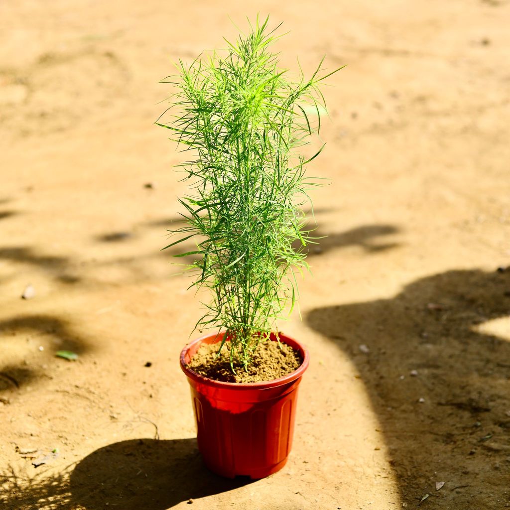 Kochia in 6 Inch Red Super Nursery Pot