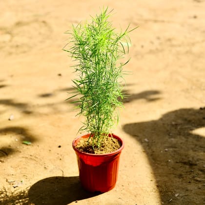 Buy Kochia in 6 Inch Red Super Nursery Pot Online | Urvann.com