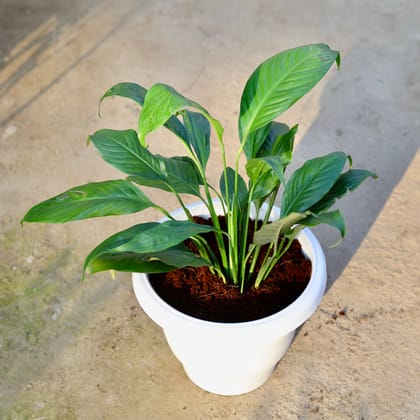 Buy Peace Lily in 10 Inch Classy White Plastic Pot | Urvann.com