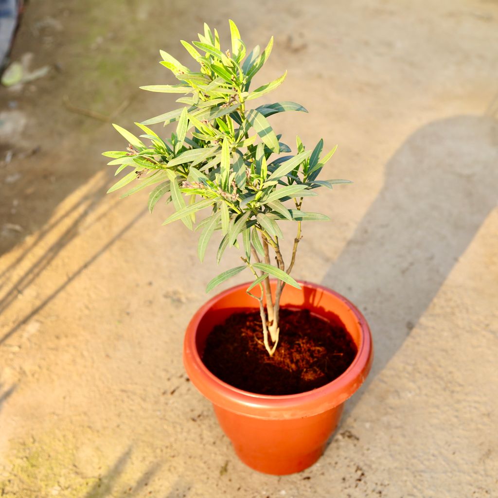 Kaner / Oleander (Any Colour) in 10 Inch Classy Red Plastic Pot