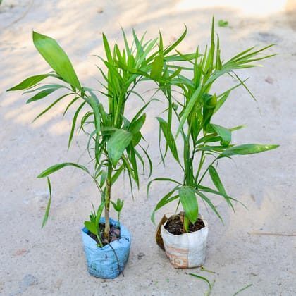 Buy Set of 2 - Bamboo / Cane Palm in 8 Inch Nursery bag | Urvann.com