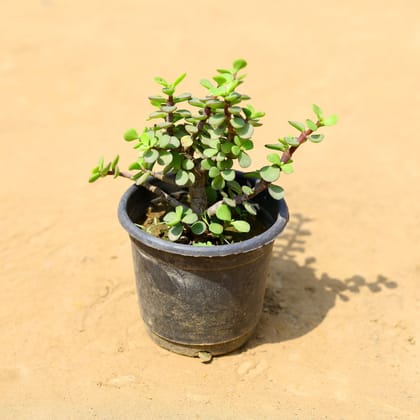 Buy Jade in 4 inch Nursery Bag Online | Urvann.com